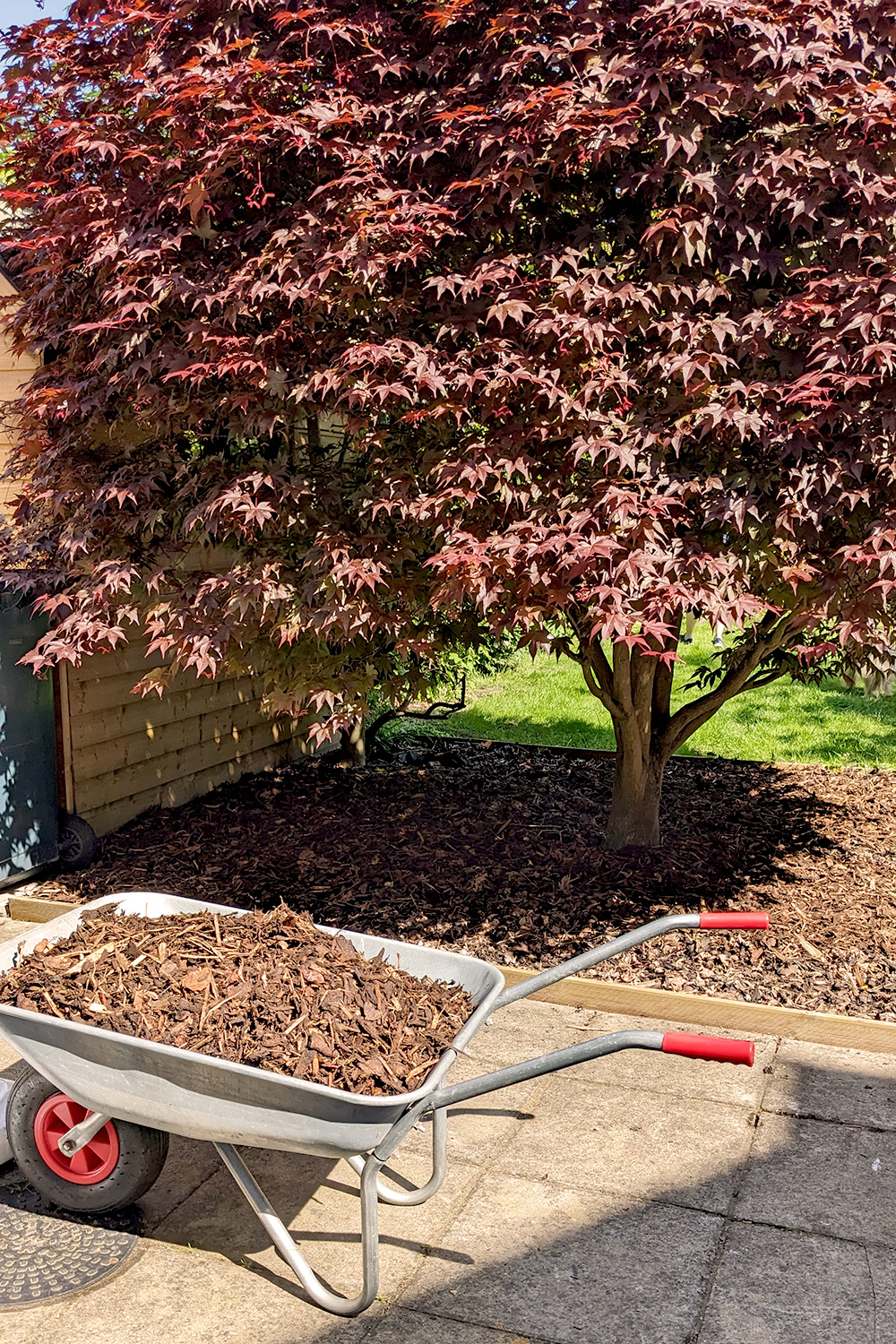 Large acer tree with wood bark on bottom